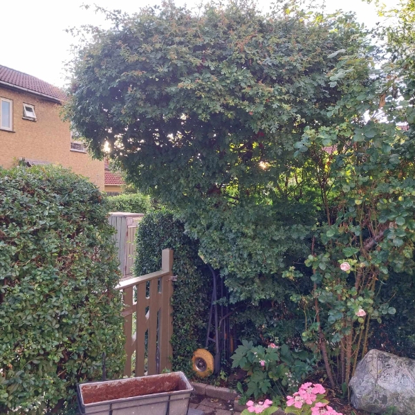 Beskæring af træ - tror det er et piletræ