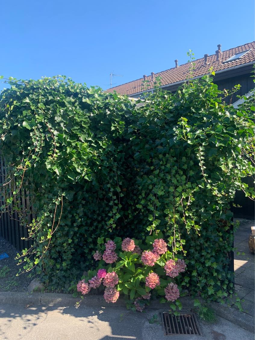 Min hæk skal ordnes og køres væk