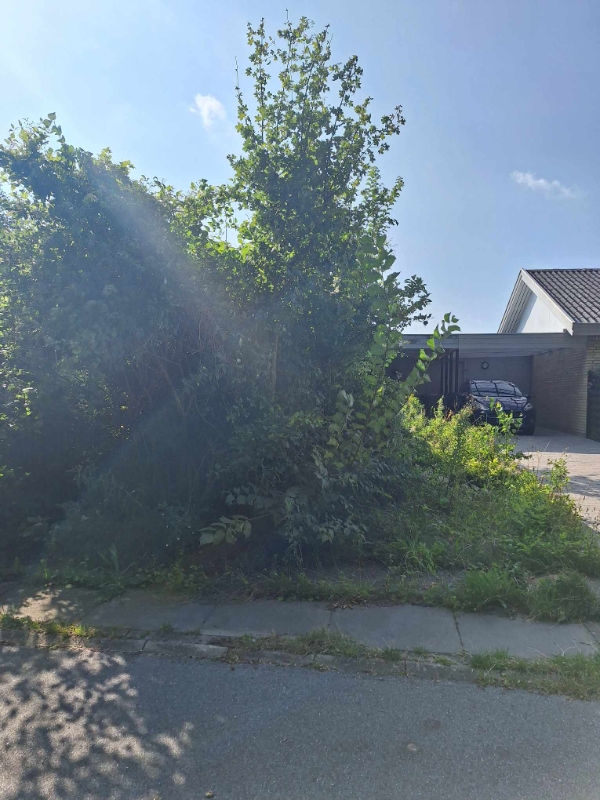 Fjernelse af en masse ukrudt + beskæring af træer/buske