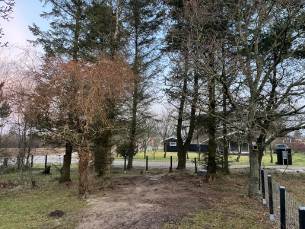 Fældning af 10 større fyr og Gran træer