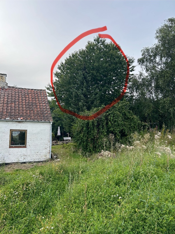 Fældning af fuglekrisebær træ