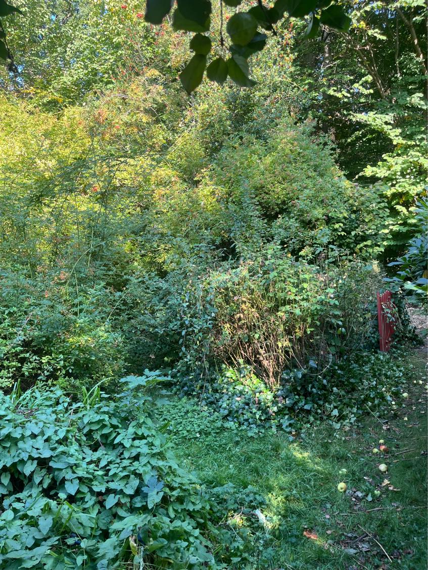 Ryde forhave for buske