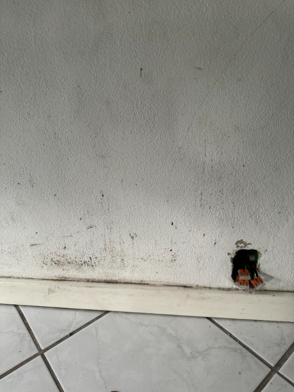 Konstateret om skimmelsvamp er et problem, hvis ja så udbedring