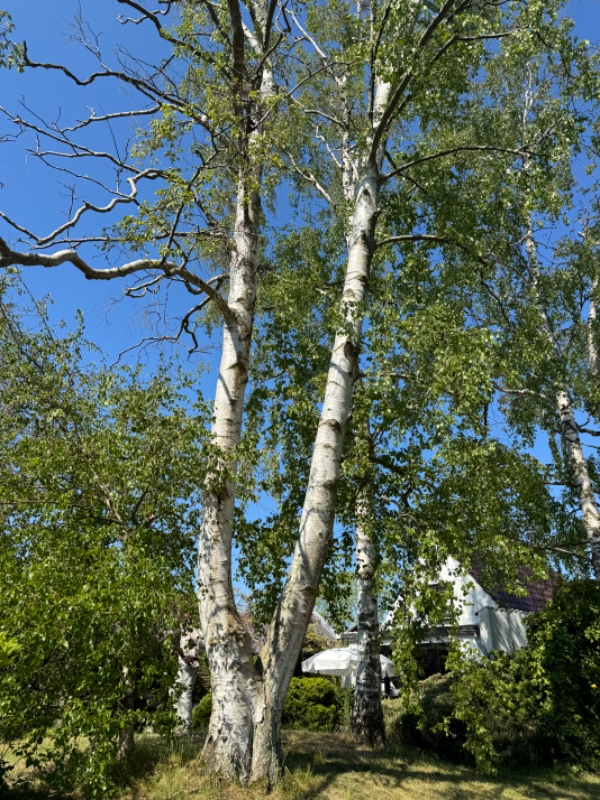 Birketræsfældning og bortkørsel