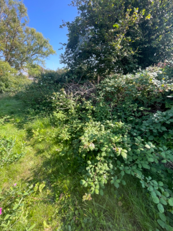 Rydde grund for affald og brombærbuske