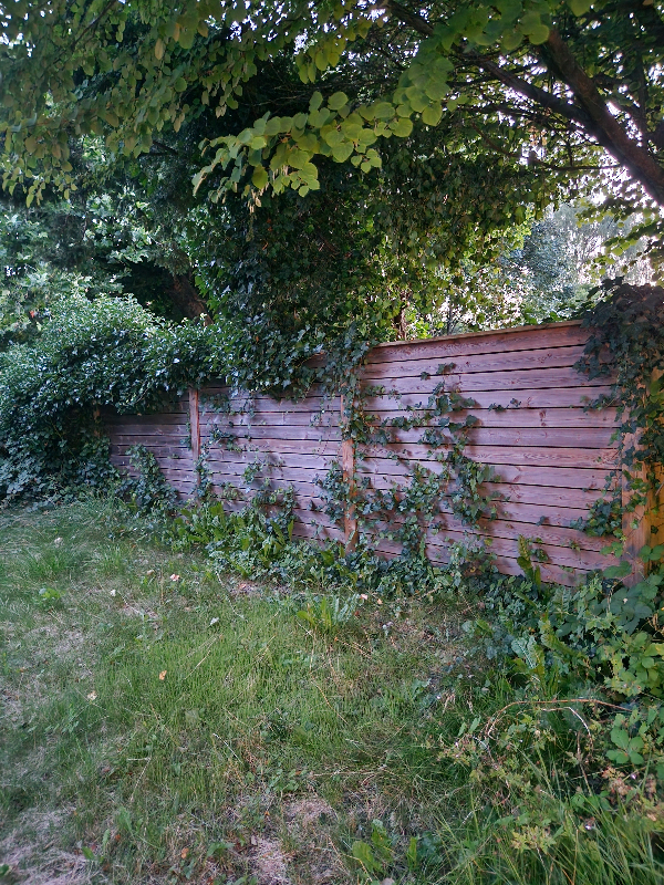 Beskæring af træ m.m.