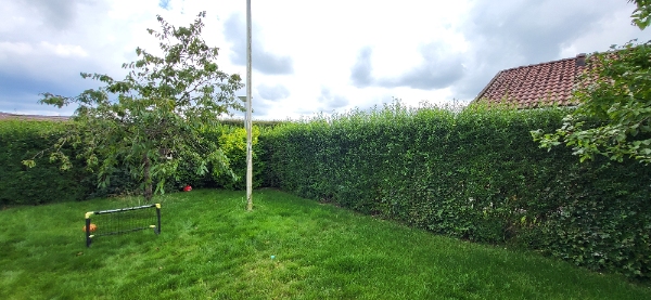 Klipning af ligusterhæk