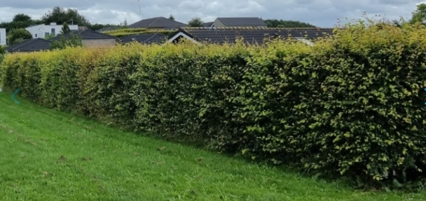 Hækkeklip + afskaffelse