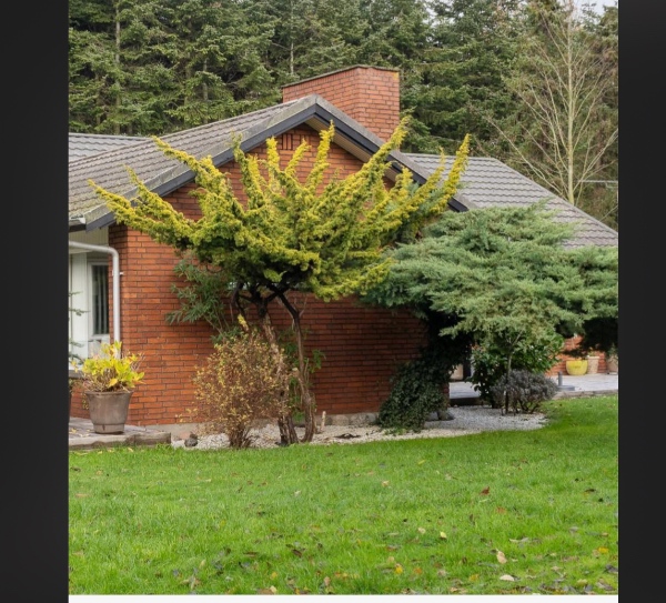 Fældning af 2 mini samt 1 større træ