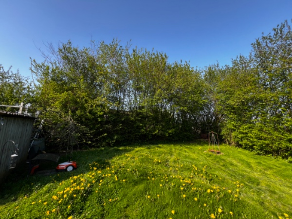 Beskæring og bortskaffelse af hæk