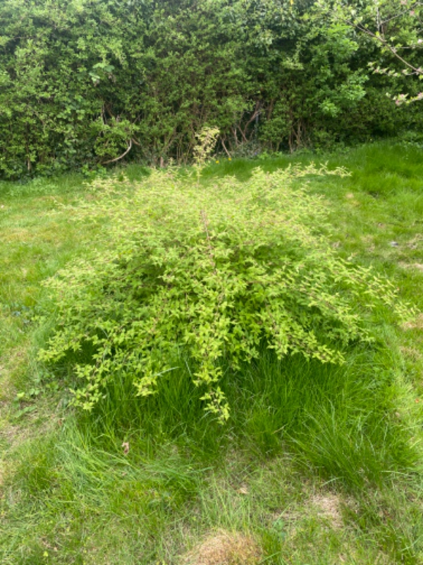 Fjerne rødder og buske i haven