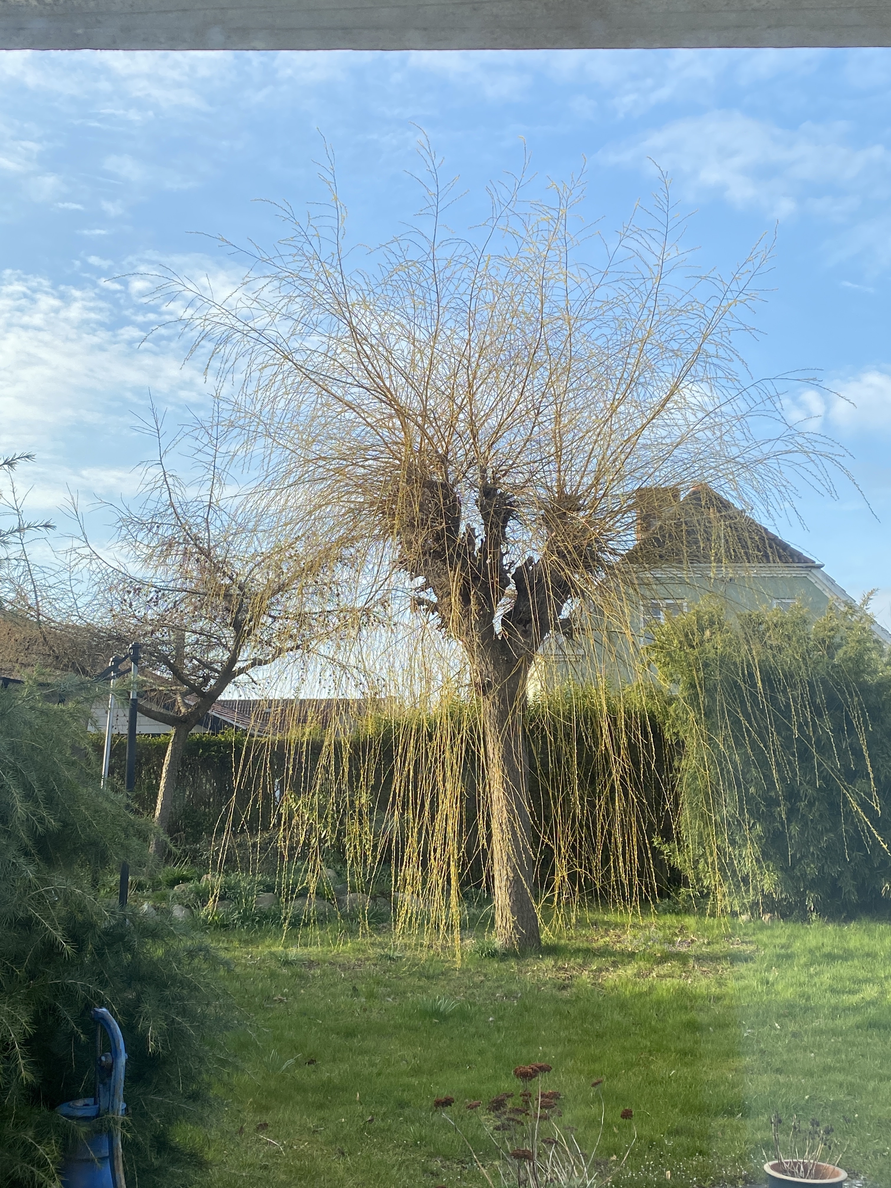 Nedskæring af grene på piletræ