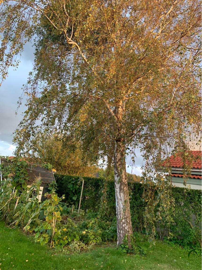 Træ fælding