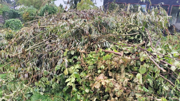 Afhentning af haveaffald. Trætoppe