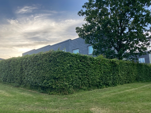 Bøgehæk - kun klipning af top - 90 meter