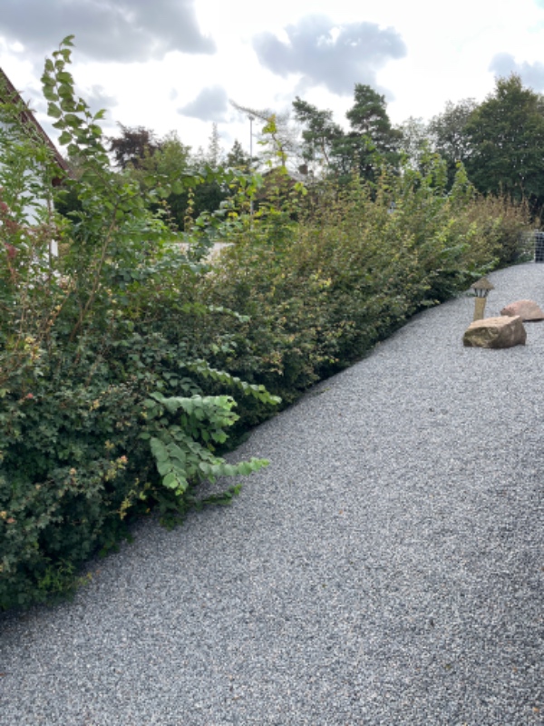 Klippe hæk, trimme lille træ, tage affaldet med igen.