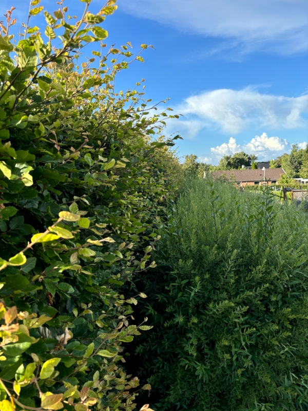 Klipning og bortkørsel af bøgehæk