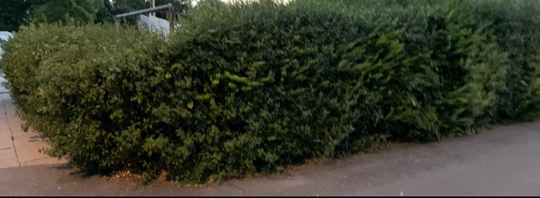 Hækkeklipning af 154 meter lang hæk ca 1,80 m høj. Affald bortskaffes