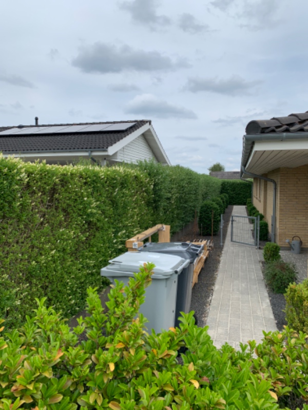 Klipning af ligusterhæk.