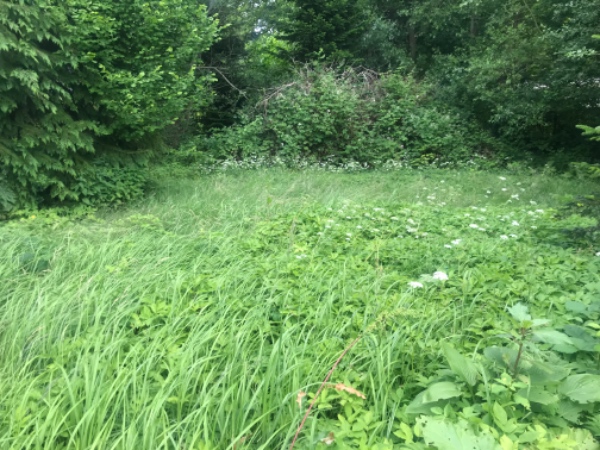 Græsslåning af højt græs 1000 m2