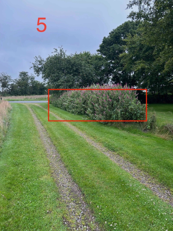 Hæk- og buskklipning samt trætopkapning