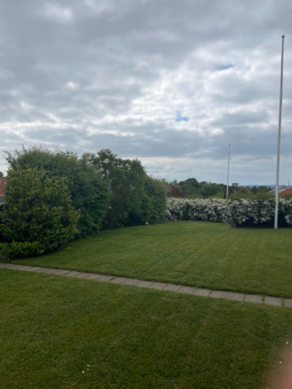 Hækklipning og affaldsfjerning