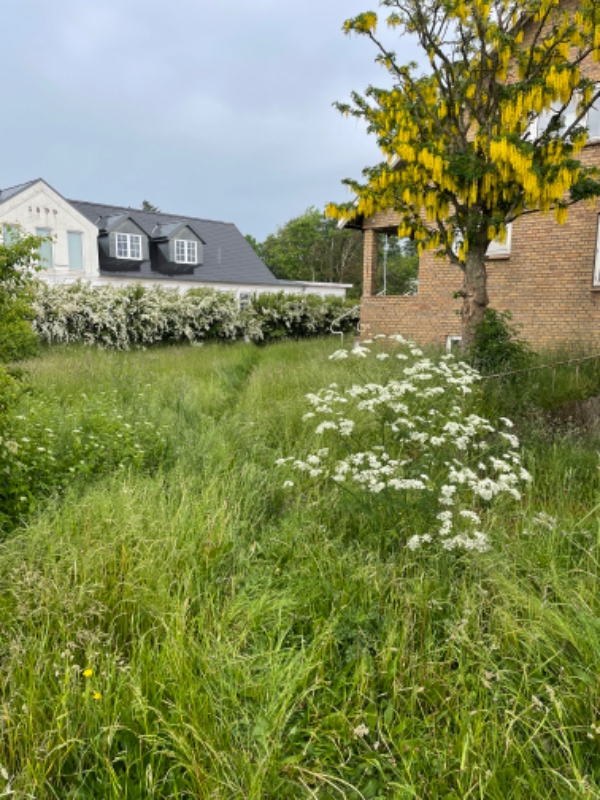 Klipning og trimning af have