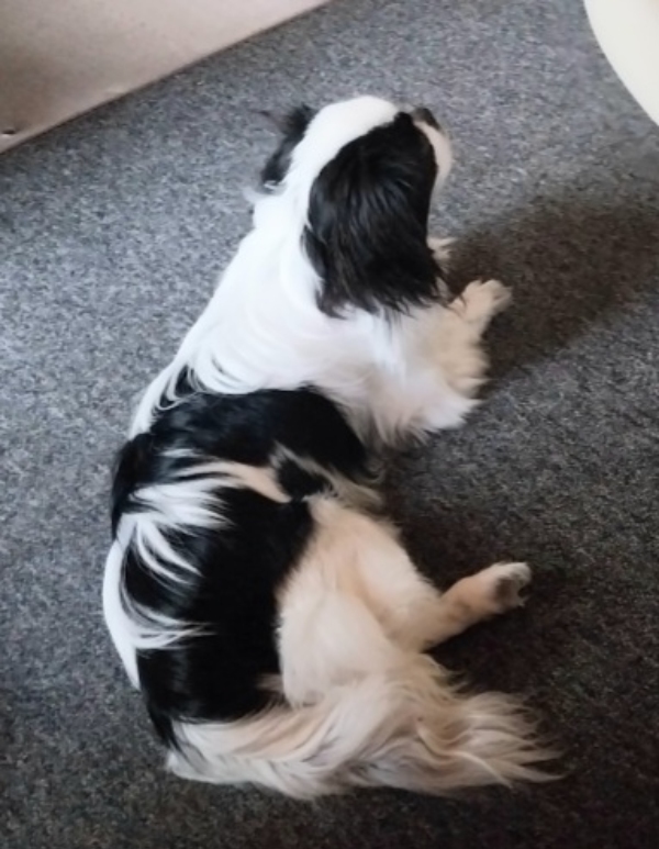 Transporteret en hund og kat fra Østerild i Nordjylland til Odense.