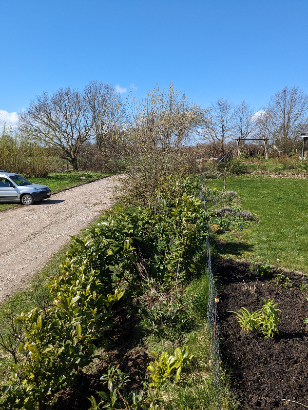 Rydning og beplantning af skrænt
