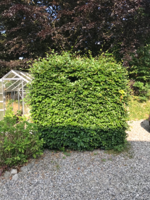 Klipning af bøgehæk