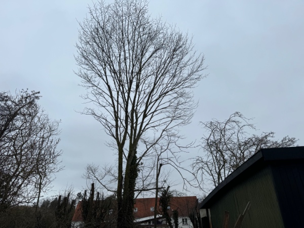 Nedklip af krat og træer