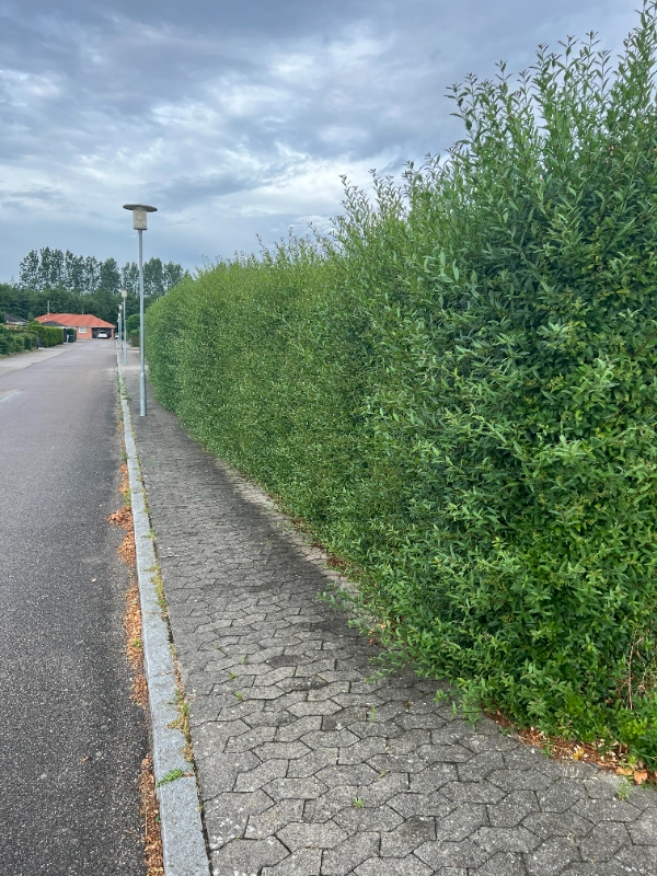 Klipning af ligusterhæk og bøgehæk samt efterfølgende bortkørsel af affald.