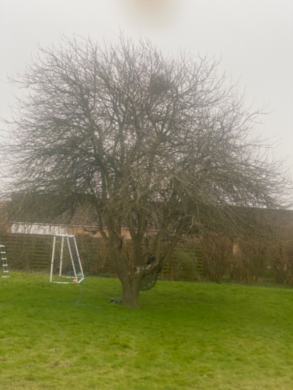 Træfældning og stubfræsning