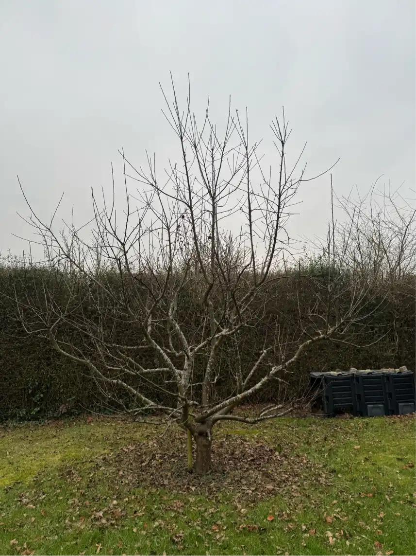 Beskæring af æbletræ