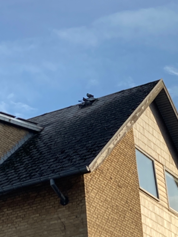 Fjernelse af duer på loftet