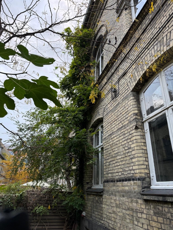 Nedskæring af planter/træ