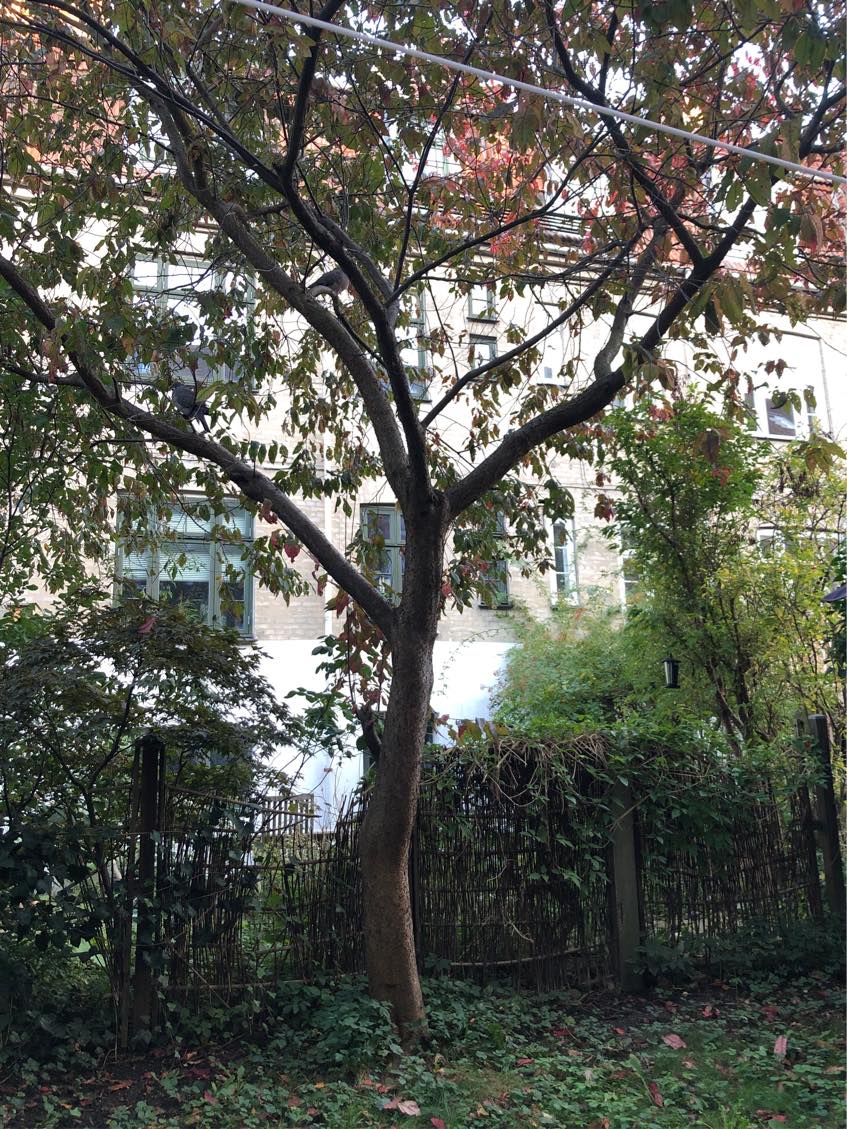 Fældet et stort kirsebærtræ i baghaven