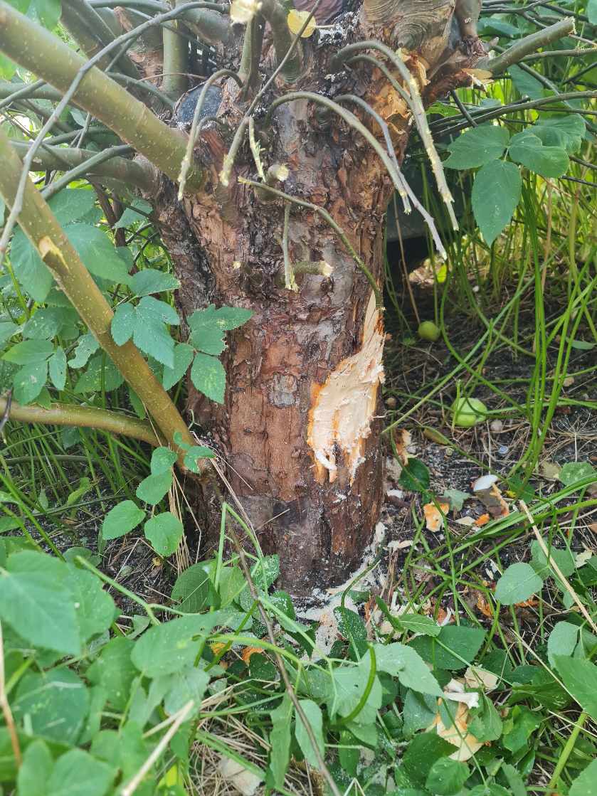 Æbletræ stamme skæres  ned