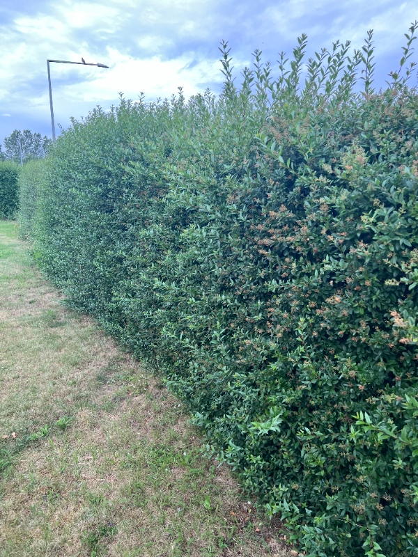 Klipning af ligusterhæk og bøgehæk samt efterfølgende bortkørsel af affald.