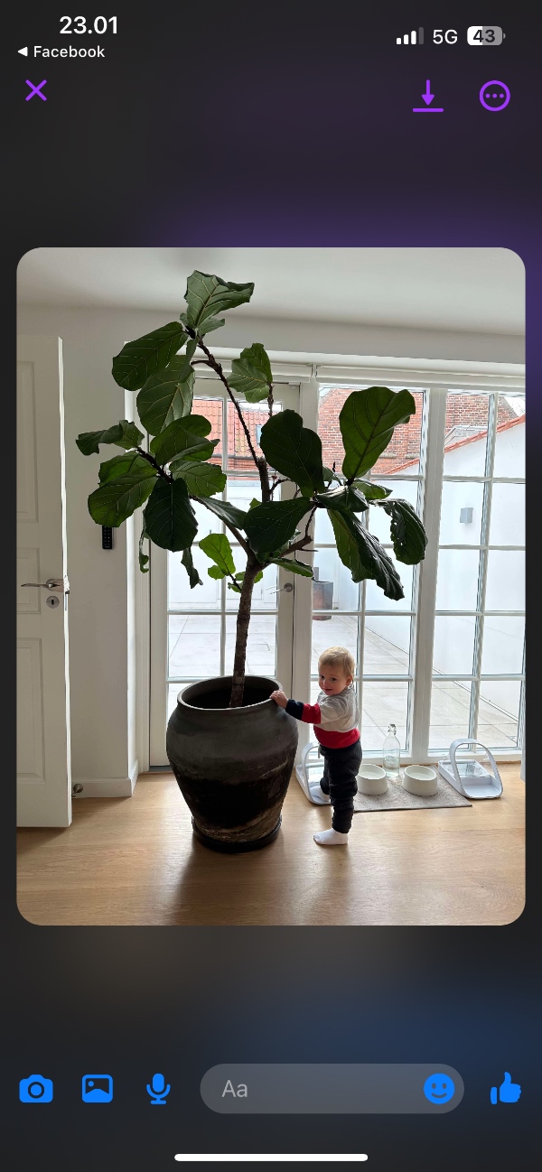 Afhentning af to stor plante med krukke, der er kun 1km fra afhentningsted til leveringsted