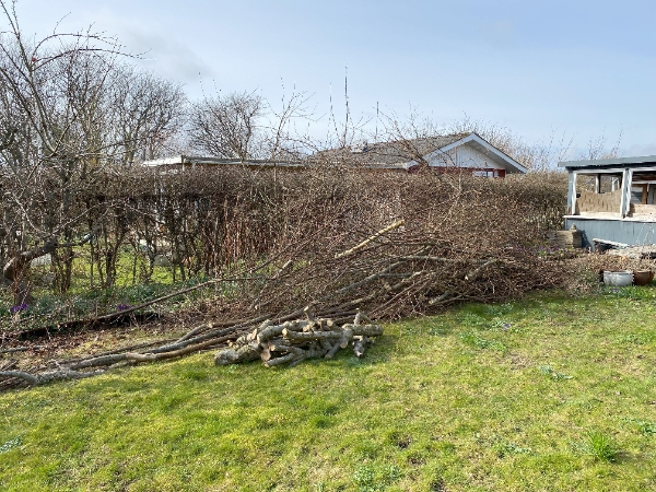 Tjørnehæk skal skæres ned i højden
