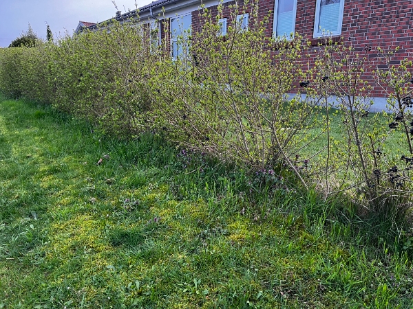 Lugning af hæk og efeu