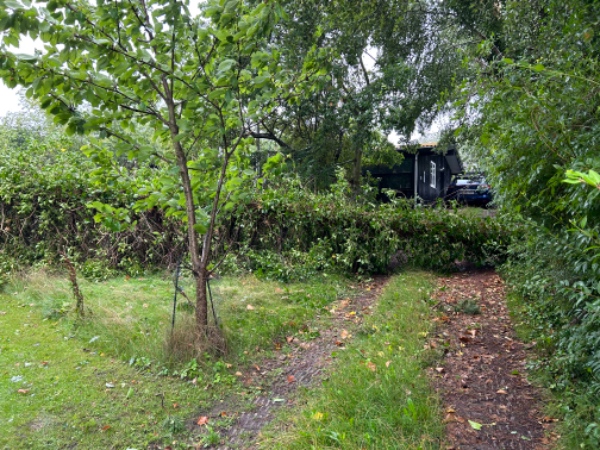 Fjerne væltet træ i indkørsel