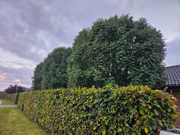 Beskæring af 5 styks træer, heraf 2 æbletræer