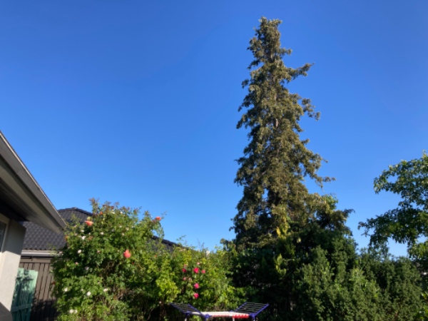 Fældning af 2 grantræer