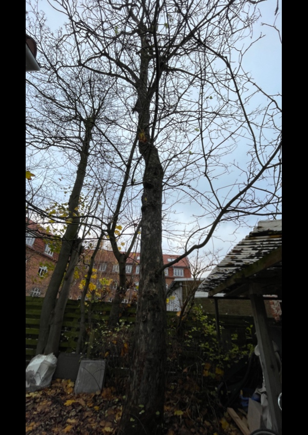 Fælde et træ inkl. stubfjernelse