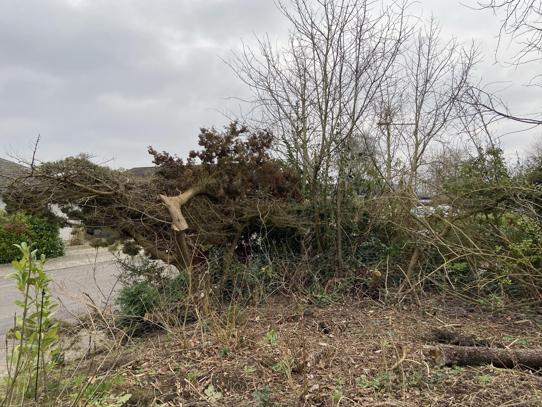 Haverenovering inkl træfældning