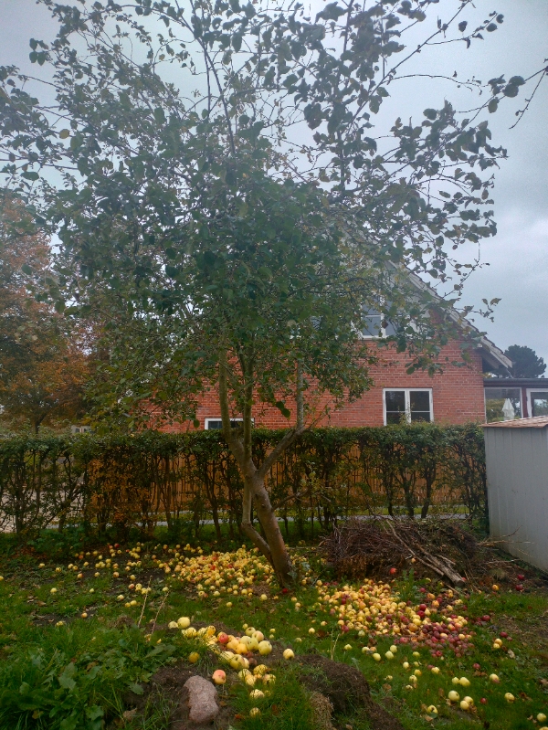 Beskær æble træer og ryd haveaffald