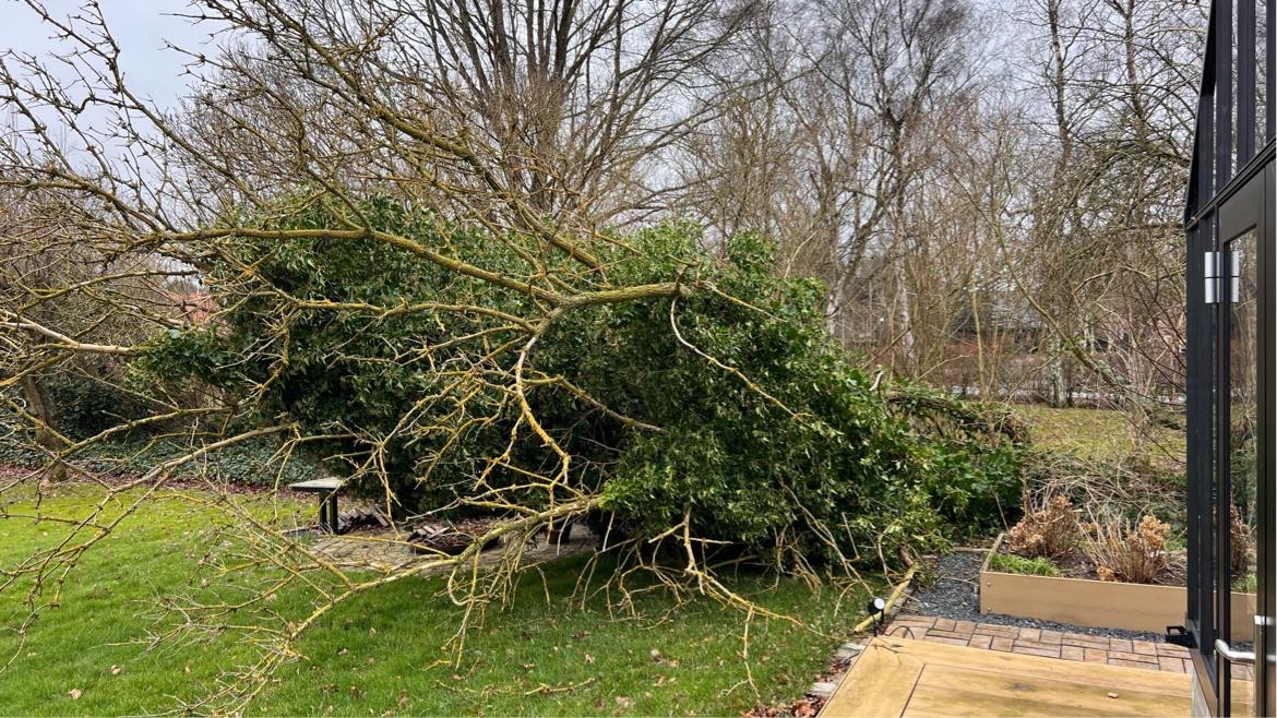 Væltet træ skal opskæres og fjernes