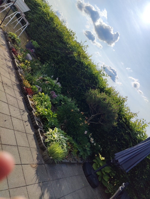 Hæk klipper 2 sidet og top